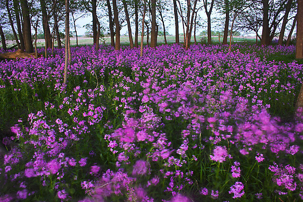 포토 JPG 해외이미지 나무 꽃 분홍색 잎 꽃무늬 패턴 자연 아침 추상 사람없음 빛 컬러풀 태양 보라색 일몰 놀람 봄 성장 황무지 저녁 숲 제비꽃 공상 특별함 해외202004 해외포토 주간 자연요소 식물 계절 감정 컬러 컨셉 무늬 표정 노을 야간 생태계 파일형식 이미지허브