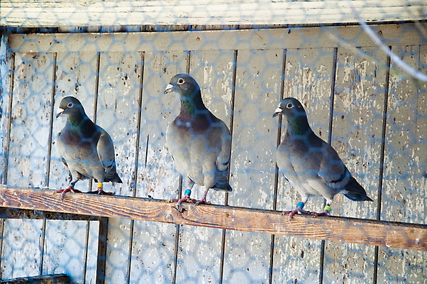 포토 JPG 해외이미지 나무 동물 응시 야생동물 날개 자연 조류 주택 동물원 사랑 사람없음 야외 반려동물 상자 농장 평화 회색 흰색 시골 도시 먹이 깃털 비둘기 부리 새장 기르기 수유 해외202004 해외포토 식물 시선 감정 컬러 컨셉 농업 건물 생태계 돌봄 케이지 파일형식 이미지허브