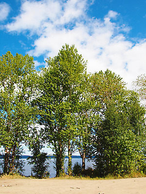 포토 JPG 해외이미지 나무 식물 계절 호수 백그라운드 컨셉 잎 자연 하늘 날씨 휴식 풍경 사람없음 여름 파란색 태양 여행객 벚꽃 미루나무 해외202004 해외포토 자연요소 꽃 컬러 사람 생태계 파일형식 이미지허브