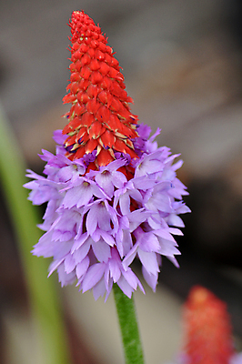 포토 JPG 해외이미지 식물 꽃잎 꽃 꽃무늬 자연 사람없음 빨간색 정원 보라색 봄 벚꽃 개화 제비꽃 원예 잡종 꽃수술 프리뮬러 해외202004 해외포토 계절 컬러 무늬 취미 생태계 파일형식 이미지허브