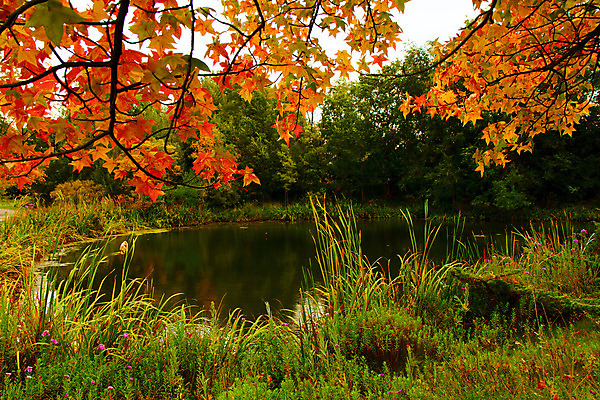 포토 JPG 해외이미지 나무 식물 계절 백그라운드 잎 자연 풍경 사람없음 야외 목재 빨간색 초록색 물 컬러풀 환경 활발 가을 나뭇가지 시골 연못 황금 숲 11월 유기농 장면 10월 내추럴 해외202004 해외포토 자연요소 웰빙 컬러 컨셉 재료 날짜 생태계 파일형식 이미지허브