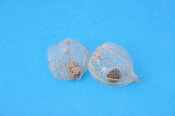 포토 JPG 해외이미지 디자인 꽃 과일 사람없음 해외202004 해외포토 식물 파일형식 이미지허브