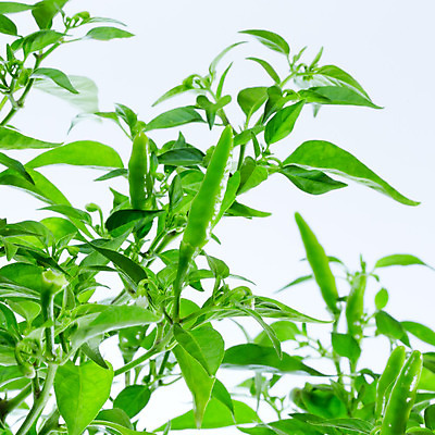 포토 JPG 해외이미지 나무 식물 잎 꽃무늬 채소 재료 태국 고추 사람없음 빨간색 초록색 정원 추위 성장 흰색 뜨거움 향신료 매움 후추 카레 칠레 숙성 해외202004 해외포토 꽃 아시아 음식 컬러 무늬 남아메리카 맛 향미료 파일형식 이미지허브