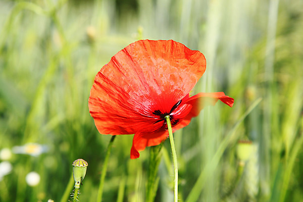 포토 JPG 해외이미지 식물 계절 꽃잎 꽃 백그라운드 지도 밭 농업 자연 하늘 바람 풍경 성인 사람없음 야외 빨간색 초록색 여름 농장 노란색 환경 힘 봄 성장 시골 신선 시간 닫기 고독 시리얼 밀 싱글 장면 양귀비 외양간 멀티 수평선 해외202004 해외포토 자연요소 감정 산업 음식 컬러 모션 날씨 곡류 사람 생태계 파일형식 이미지허브