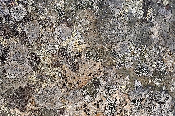 포토 JPG 해외이미지 식물 디자인 백그라운드 패턴 자연 표면 추상 이끼 사람없음 목재 초록색 환경 회색 성장 신선 소나무 거친 숲 묘사 질감 부드러움 내추럴 곰팡이 그런지 땅바닥 옛날 해외202004 해외포토 나무 컬러 무늬 재료 바닥 감각 생태계 파일형식 이미지허브