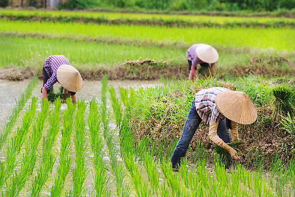 포토 JPG 해외이미지 식물 전통 아시아 문화 농업 자연 하늘 밥 노동자 주택 사람 동양인 사람없음 야외 초록색 물 농작물 농장 농경지 수확 성장 시골 업무 원주민 농부 베트남 정리 질서 논밭 모종 밭일 조작 줄서기 해외202004 해외포토 자연요소 직업 나라 산업 음식 컬러 밭 모션 논 인종 건물 동남아시아 예절 작업 아프리카인 생태계 파일형식 이미지허브