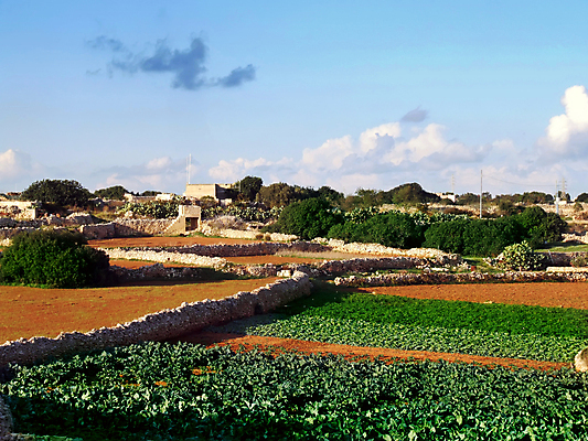 포토 JPG 해외이미지 식물 꽃 문화 지구 줄기 밭 농업 자연 사람없음 야외 농작물 농장 환경 흙 황무지 지중해 허브 향신료 묘사 가뭄 동물상 몰타섬 해외202004 해외포토 산업 바다 섬 날씨 조형물 생태계 몰타 향미료 파일형식 이미지허브
