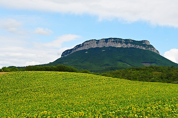 포토 JPG 해외이미지 식물 구름 계절 꽃잎 꽃 문화 지구 잎 밭 농업 자연 하늘 해바라기 산 씨앗 풍경 사람없음 야외 초록색 여름 농작물 농장 농경지 노란색 머리 계곡 활발 프랑스 수확 성장 벚꽃 시골 황금 숲 언덕 웨이브 알프스 먼지 프랑스어 생태학 해외202004 해외포토 자연요소 문자 교육 유럽 산업 컬러 컨셉 신체부위 생태계 파일형식 이미지허브