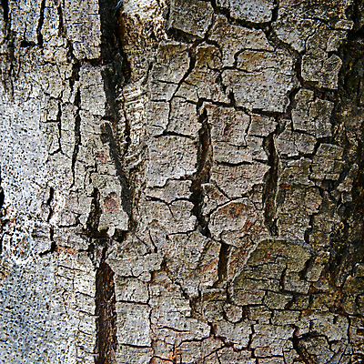 포토 JPG 해외이미지 나무 식물 백그라운드 패턴 자연 표면 추상 건조 사람없음 야외 목재 갈색 환경 껍질 거친 균열 숲 피부 묘사 부식 질감 나무껍질 잡동사니 외양간 골절 그런지 수목 옛날 해외202004 해외포토 컬러 무늬 재료 의학 모션 신체부위 생태계 파일형식 이미지허브