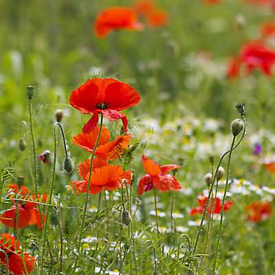 포토 JPG 해외이미지 식물 계절 꽃잎 꽃 백그라운드 잎 밭 농업 자연 사람없음 야외 빨간색 초록색 컬러풀 태양 농장 환경 맑음 보라색 봄 벚꽃 시골 신선 땅 데이지 양귀비 캐모마일 평야 해외202004 해외포토 자연요소 산업 컬러 날씨 허브 생태계 파일형식 이미지허브