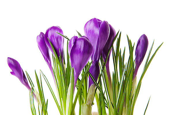 포토 JPG 해외이미지 식물 계절 꽃 자연 사람없음 보라색 봄 개화 닫기 고립 해외202004 해외포토 컬러 모션 생태계 파일형식 이미지허브