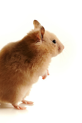 포토 JPG 해외이미지 응시 실내 서기 사람없음 반려동물 설치류 작음 흰배경 햄스터 해외202004 해외포토 동물 시선 백그라운드 모션 내부 흰색 크기 파일형식 이미지허브