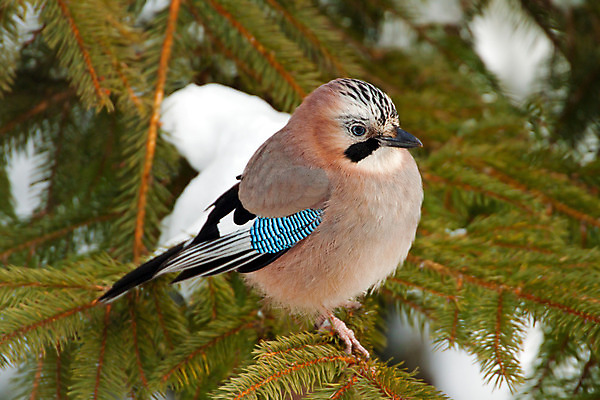 포토 JPG 해외이미지 나무 동물 야생동물 겨울 패턴 날개 자연 조류 사람없음 야외 컬러풀 줄무늬 나뭇가지 소나무 작음 깃털 상록수 전나무 눈내림 해외202004 해외포토 식물 계절 컬러 무늬 눈_날씨 크기 생태계 파일형식 이미지허브