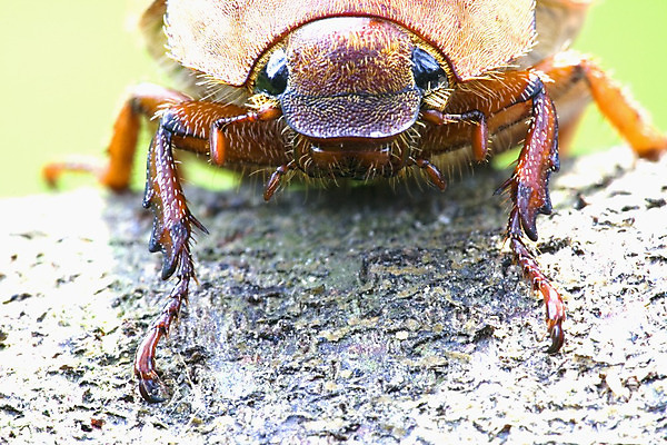 포토 JPG 해외이미지 나무 식물 동물 야생동물 곤충 자연 생물 사람없음 닫기 벌레 숲 열대우림 딱정벌레 묘사 말레이시아 내추럴 귀뚜라미 동물상 몬스터 해외202004 해외포토 아시아 모션 조형물 생태계 파일형식 이미지허브