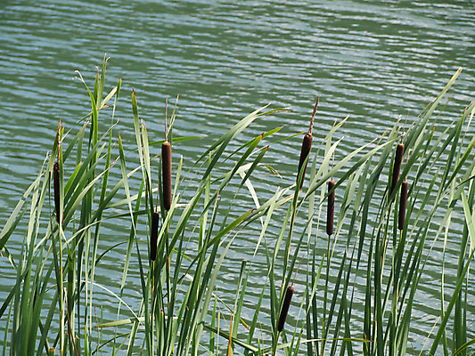 포토 JPG 해외이미지 식물 호수 줄기 잎 자연 서기 사람없음 야외 초록색 물 강 환경 성장 연못 액체 그룹 습지 다발 잔물결 해외202004 해외포토 자연요소 물결 컬러 모션 생태계 파일형식 이미지허브