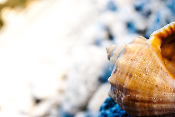 포토 JPG 해외이미지 모래 파도 바다 여행 백그라운드 자연 하늘 휴가 조개 불가사리 프레임 항해 사람없음 야외 물 여름 파란색 빛 반짝임 모래사장 햇빛 태양 맑음 거품 껍질 흰색 질감 생물학 내추럴 해외202004 해외포토 자연요소 계절 교육 컬러 배_교통 모션 날씨 어패류 극피동물 생태계 파일형식 이미지허브