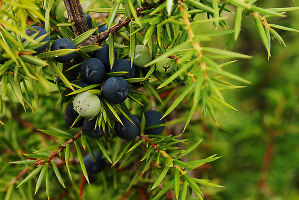 포토 JPG 해외이미지 계절 열매 음식 재료 자연 건강 사람없음 초록색 햇빛 약재 가시 약초 유기농 채식주의자 해외202004 해외포토 식물 웰빙 컬러 태양 약 풀_식물 생태계 채식 파일형식 이미지허브