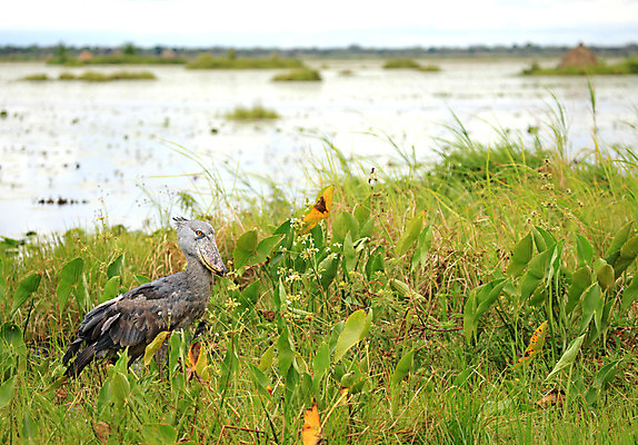 포토 JPG 해외이미지 동물 응시 호수 야생동물 신발 아프리카 조류 생물 종류 사람없음 물 머리 회색 닫기 습지 큼 부리 멸종 선사시대 계산서 변소 우간다 탄자니아 특별함 황새 해외202004 해외포토 자연요소 시선 나라 컬러 컨셉 모션 신체부위 역사 크기 파일형식 이미지허브