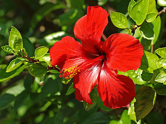 포토 JPG 해외이미지 주간 잎 자연 사람없음 야외 빨간색 히비스커스 해외202004 해외포토 자연요소 식물 꽃 컬러 생태계 파일형식 이미지허브