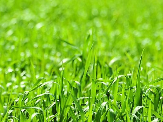 포토 JPG 해외이미지 식물 백그라운드 잎 패턴 밭 자연 건강 잔디 사람없음 야외 초록색 환경 정원 봄 활발 신선 칼날 유기농 질감 내추럴 그리너리 해외202004 해외포토 웰빙 계절 컬러 컨셉 무늬 농업 생태계 파일형식 트랜드컬러 이미지허브