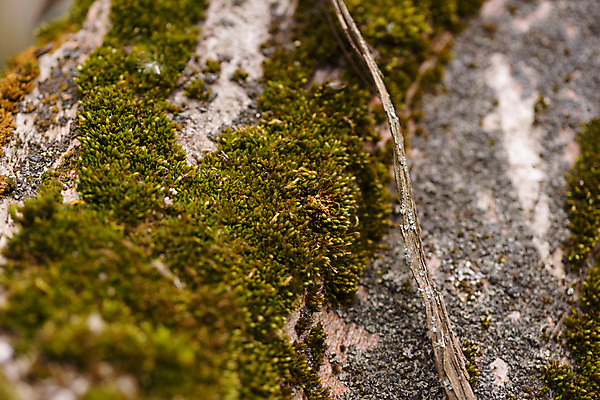 포토 JPG 해외이미지 나무 식물 계절 공원 백그라운드 패턴 자연 벽지 표면 날씨 추상 이끼 사람없음 야외 목재 초록색 갈색 환경 정원 봄 회색 가을 나뭇가지 거친 닫기 숲 허브 피부 묘사 질감 호두 나무껍질 안심 내추럴 생태학 옛날 해외202004 해외포토 공공시설 교육 컬러 무늬 재료 모션 육류 신체부위 견과류 껍질 생태계 파일형식 이미지허브