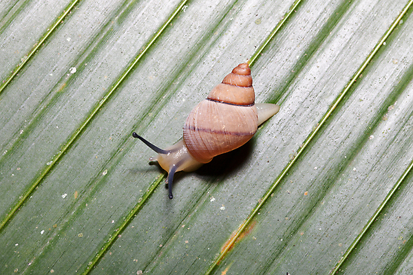 포토 JPG 해외이미지 선 여행 아프리카 사람없음 달팽이 엽서 세이셸 떠남 민달팽이 해외202004 해외포토 나라 모션 연체동물 편지 파일형식 달팽이_동물 이미지허브