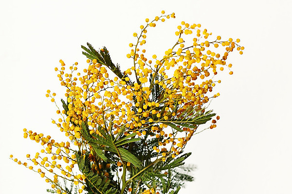 포토 JPG 해외이미지 나무 식물 디자인 계절 여자 꽃 꽃다발 백그라운드 잎 꽃무늬 자연 휴가 부활절 기념 선물 사람없음 목재 장식 가로 초록색 노란색 우주 봄 벚꽃 흰색 나뭇가지 신선 신용카드 8 배열 심볼 솜털 내추럴 아카시아 고립 해외202004 해외포토 기념일 컬러 무늬 재료 사람 금융 숫자 생태계 파일형식 이미지허브