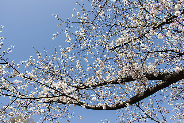 포토 JPG 해외이미지 나무 식물 계절 꽃잎 꽃 백그라운드 꽃무늬 자연 하늘 새로움 사람없음 야외 파란색 우주 정원 일본 봄 활발 벚꽃 흰색 나뭇가지 신선 개화 과수원 부드러움 내추럴 해외202004 해외포토 아시아 컬러 컨셉 무늬 농업 감각 생태계 파일형식 이미지허브