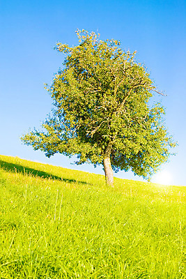 포토 JPG 해외이미지 나무 식물 1 계절 잎 밭 농업 자연 하늘 풍경 잔디 사람없음 야외 목재 초록색 여름 파란색 햇빛 태양 노란색 평화 우주 환경 맑음 봄 성장 광선 시골 땅 장면 내추럴 생태학 옛날 혼자 해외202004 해외포토 자연요소 교육 산업 컬러 컨셉 재료 날씨 생태계 파일형식 이미지허브
