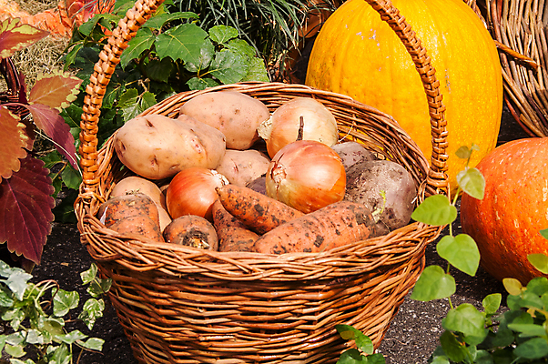 포토 JPG 해외이미지 주간 웰빙 잎 채소 호박 양파 감자 사람없음 야외 바구니 당근 신선 유기농 해외202004 해외포토 자연요소 식물 뿌리채소 파일형식 이미지허브