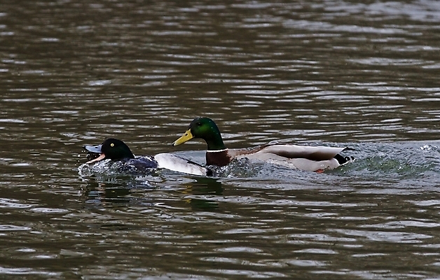 포토 JPG 해외이미지 백그라운드 캐나다 날개 조류 오리 사람없음 노란색 검은색 수영 놀람 경쟁 회색 흰색 닫기 공격 무서움 그림 고립 쉬운 해외202004 해외포토 동물 감정 컬러 컨셉 북아메리카 모션 표정 수상스포츠 파일형식 이미지허브