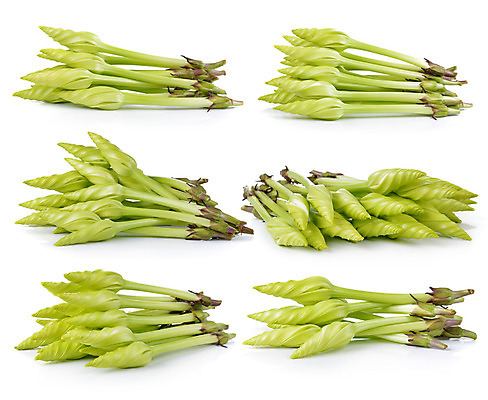 포토 JPG 해외이미지 식물 꽃 음식 채소 자연 건강 미술 사람없음 초록색 약 흰색 그룹 먹기 가벼움 채식주의자 해외202004 해외포토 컬러 의학 모션 문화예술 무게 생태계 채식 파일형식 이미지허브