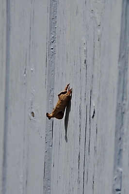 포토 JPG 해외이미지 동물 곤충 자연 사람없음 야외 파란색 문 야간 동물상 해외202004 해외포토 자연요소 컬러 조형물 생태계 파일형식 이미지허브