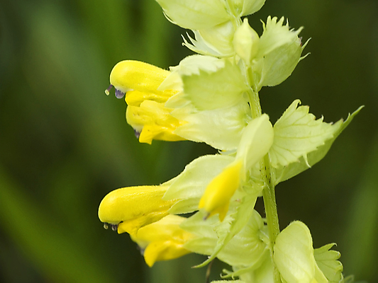 포토 JPG 해외이미지 식물 꽃잎 꽃 자연 씨앗 사람없음 초록색 노란색 해외202004 해외포토 컬러 생태계 파일형식 이미지허브