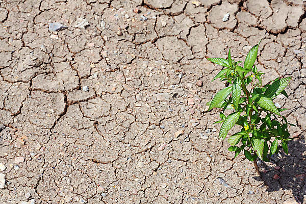 포토 JPG 해외이미지 백그라운드 자연 표면 건조 사람없음 야외 초록색 글로벌 농장 환경 흙 회색 사막 성장 황무지 작음 땅 가뭄 내추럴 땅바닥 재앙 해외202004 해외포토 컬러 농업 날씨 바닥 크기 생태계 파일형식 이미지허브