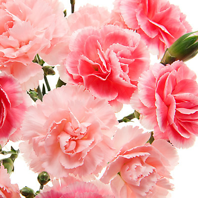 포토 JPG 해외이미지 식물 꽃잎 꽃 분홍색 꽃다발 결혼 백그라운드 자연 벽지 결혼식 문구용품 선물 사랑 사람없음 활발 벚꽃 흰색 신선 신용카드 날짜 다발 향수 카네이션 아로마 초대 강렬 해외202004 해외포토 감정 컬러 컨셉 이벤트 금융 화장품 오브젝트 생태계 파일형식 이미지허브