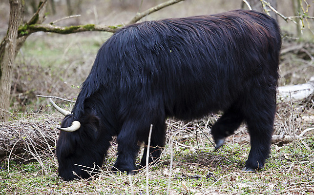 포토 JPG 해외이미지 동물 1 외관 유럽 밭 농업 포유류 털 뿔 사람없음 야외 울타리 농장 펜 머리 쌓기 검은색 소고기 코트 시골 소 닫기 볏짚 방목 먹여주기 묘사 웨이브 밀짚 산악지대 기르기 밭일 찰과상 혼자 스코틀랜드 해외202004 해외포토 나라 산업 컬러 모션 영국 산 육류 신체부위 담장 필기구 외투 짚 축산업 상처 먹기 돌봄 파일형식 이미지허브