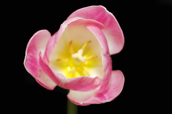 포토 JPG 해외이미지 식물 계절 공원 꽃잎 꽃 줄기 분홍색 꽃다발 잎 꽃무늬 자연 하늘 휴가 부활절 발렌타인데이 선물 사람없음 초록색 빛 컬러풀 정원 보라색 검은색 봄 튤립 벚꽃 축하 신선 떨어짐 4월 배열 양동이 내추럴 고립 해외202004 해외포토 공공시설 기념일 컬러 컨셉 무늬 데이이벤트 날짜 생태계 파일형식 이미지허브