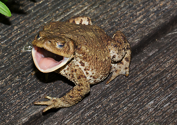 포토 JPG 해외이미지 야생동물 파충류 자연 개구리 양서류 사람없음 야외 옆모습 물 환경 연못 생물학 해외202004 해외포토 자연요소 동물 교육 뷰포인트 생태계 파일형식 이미지허브
