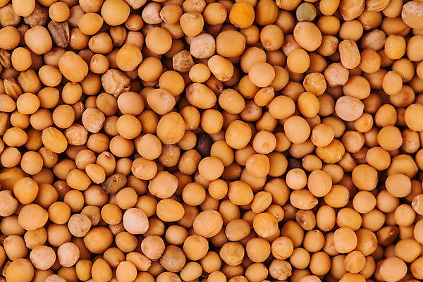 포토 JPG 해외이미지 식물 음식 백그라운드 농업 다이어트 채소 재료 자연 콩 건조 건강 씨앗 사람없음 농작물 갈색 쌓기 수확 흰색 신선 그룹 낟알 먹기 유기농 질감 완두콩 날것 흙더미 내추럴 고립 단백질 생식 채식주의자 많음 해외202004 해외포토 웰빙 산업 컬러 컨셉 모션 곡류 흙 생태계 채식 영양소 파일형식 더미 이미지허브