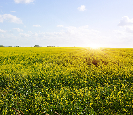 포토 JPG 해외이미지 식물 구름 계절 꽃 잎 밭 농업 오렌지 자연 하늘 아침 날씨 씨앗 풍경 사람없음 야외 초록색 여름 파란색 농작물 햇빛 태양 농장 노란색 일출 일몰 봄 새벽 활발 성장 벚꽃 시골 황금 땅 장면 수평선 해외202004 해외포토 주간 자연요소 산업 컬러 컨셉 과일 노을 생태계 파일형식 이미지허브