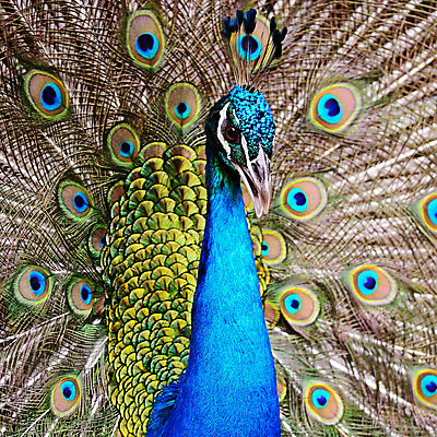 포토 JPG 해외이미지 동물 남자 야생동물 백그라운드 패턴 자연 조류 동물원 사람없음 초록색 파란색 컬러풀 활발 닫기 공작 인도인 깃털 묘사 질감 꼬리 부리 내추럴 해외202004 해외포토 외국인 컬러 컨셉 무늬 모션 사람 동양인 생태계 파일형식 이미지허브