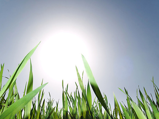 포토 JPG 해외이미지 식물 구름 계절 음식 밭 농업 자연 하늘 날씨 풍경 사람없음 초록색 파란색 빛 농작물 햇빛 태양 농장 환경 봄 수확 성장 광선 시골 신선 시리얼 밀 허브 밭일 해외202004 해외포토 자연요소 산업 컬러 곡류 생태계 파일형식 이미지허브