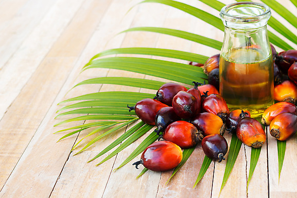 포토 JPG 해외이미지 식물 산업 아시아 음식 잎 농업 과일 교통시설 자동차 자연 손바닥 씨앗 사람없음 경제 농장 에너지 견과류 지성 수확 신선 재산 역 휘발유 다발 에코 날것 탱크 연료 가스 짐차 자원 펌프 노즐 디젤 밭일 세련 해외202004 해외포토 손 나라 육상교통 교통 금융 환경 석유 시설 생태계 파일형식 이미지허브