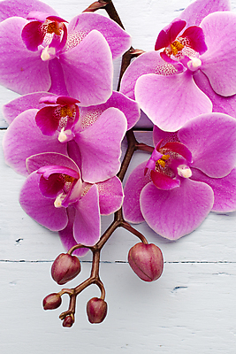 포토 JPG 해외이미지 식물 꽃잎 꽃 줄기 분홍색 백그라운드 자연 사람없음 스파 침묵 봄 난초 오브젝트 장면 해외202004 해외포토 계절 컬러 소리 생태계 파일형식 이미지허브