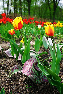 포토 JPG 해외이미지 식물 계절 공원 꽃 분홍색 백그라운드 잎 꽃무늬 밭 농업 자연 부활절 발렌타인데이 사람없음 야외 빨간색 초록색 컬러풀 노란색 환경 정원 보라색 화목 침묵 봄 튤립 벚꽃 광선 축하 신선 반지 개화 과수원 5월 꽃집 네덜란드 원예 엽서 내추럴 강렬 생태학 취급주의 해외202004 해외포토 공공시설 교육 기념일 유럽 산업 컬러 컨셉 무늬 장신구 데이이벤트 경고 취미 상점 소리 날짜 편지 생태계 파일형식 이미지허브