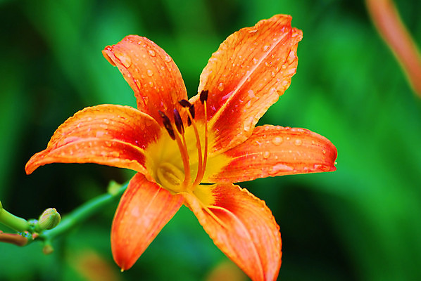 포토 JPG 해외이미지 식물 꽃 오렌지 사람없음 정원 해외202004 해외포토 과일 파일형식 이미지허브