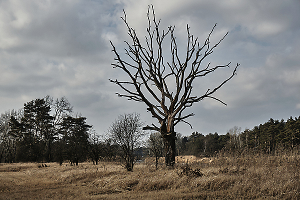 포토 JPG 해외이미지 나무 식물 유럽 건조 사람없음 나뭇가지 습지 숲 나무껍질 폴란드 해외202004 해외포토 나라 껍질 파일형식 이미지허브