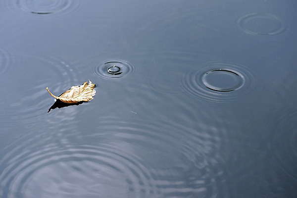 포토 JPG 해외이미지 식물 계절 파도 잎 자연 날씨 건조 사람없음 물 빛 햇빛 반사 가을 물방울 수면 빗방울 해외202004 해외포토 자연요소 바다 태양 비_날씨 생태계 파일형식 이미지허브