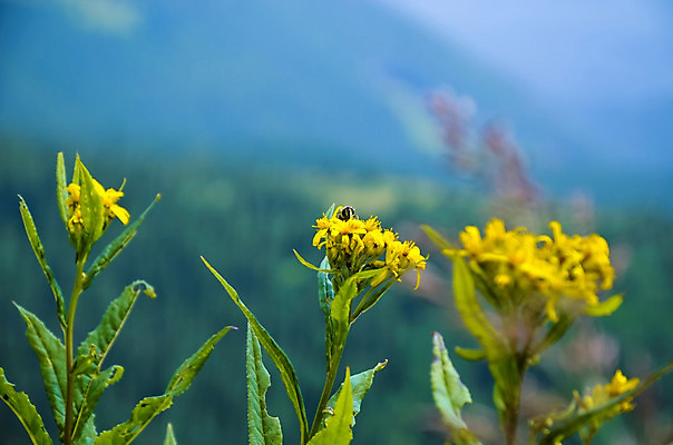포토 JPG 해외이미지 식물 1 꽃잎 꽃 잎 꽃무늬 자연 산 건강 사람없음 야외 가로 초록색 햇빛 약 노란색 맑음 들꽃 벚꽃 약초 작음 허브 싱글 내추럴 해외202004 해외포토 컬러 무늬 의학 날씨 태양 풀_식물 크기 생태계 파일형식 이미지허브